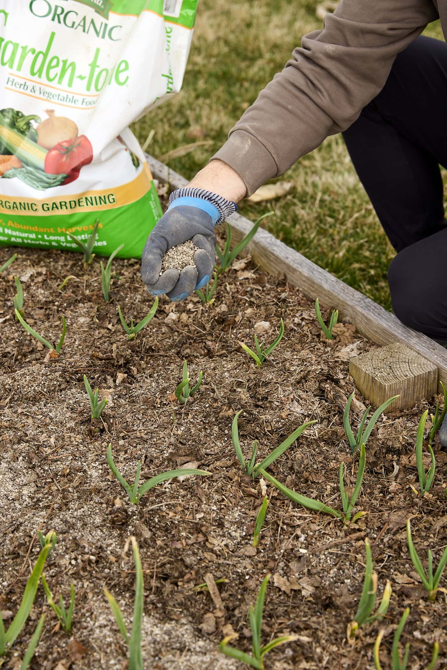 Sprinkling fertilizer on sprouted garlic cloves in spring.