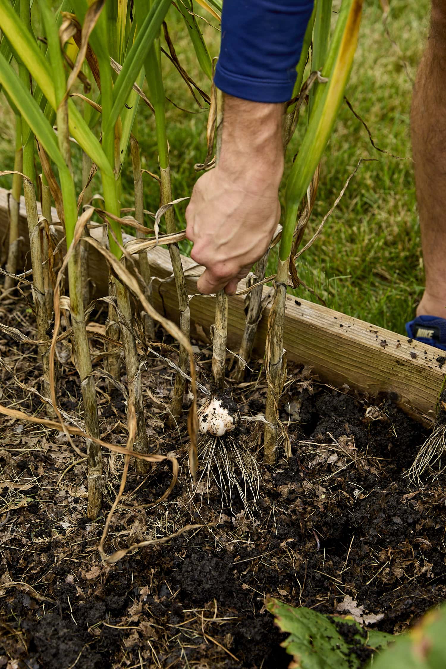 Freshly harvested hardneck garlic with dirt on bottom of bulb.