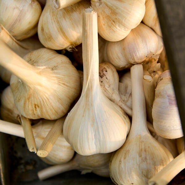 Harvested garlic cloves.