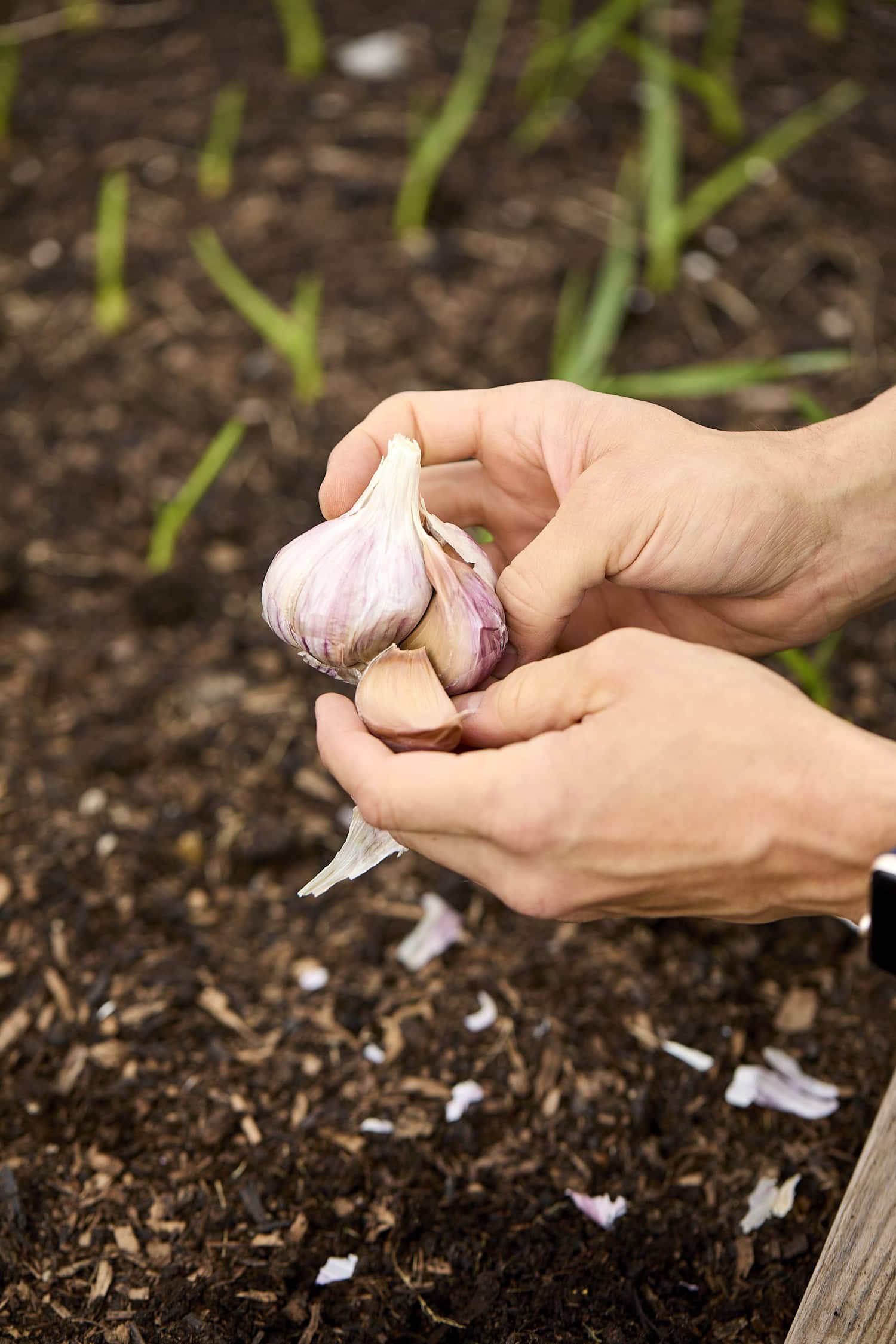 Garlic cloves for planting being opened up.
