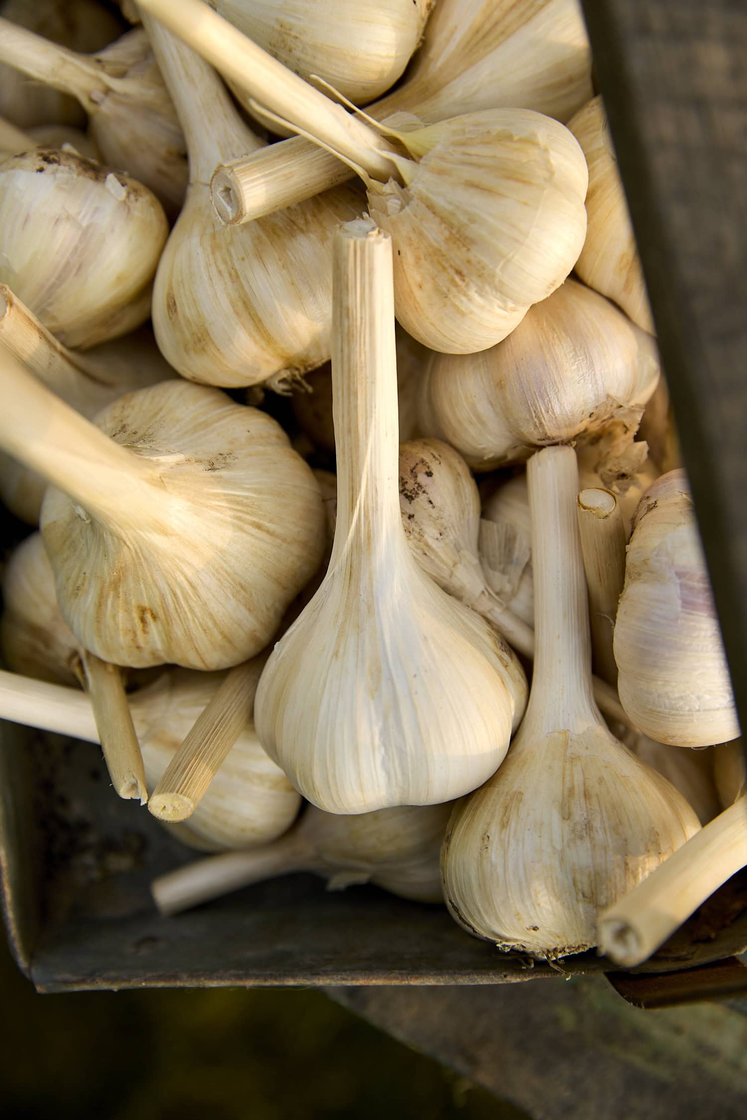 Harvested garlic cloves.