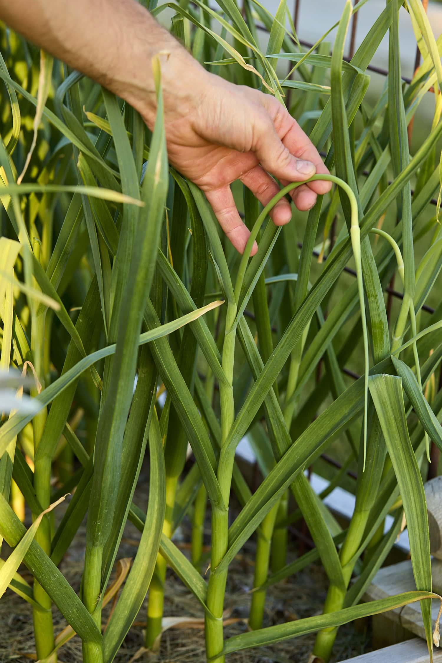 Curling garlic scape.