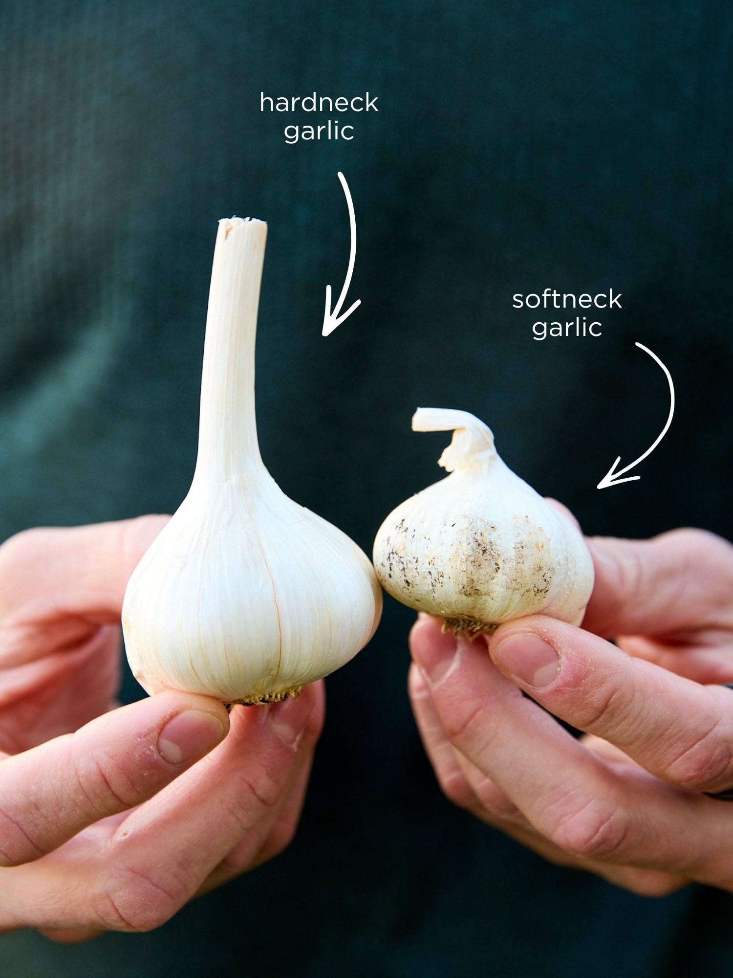Graphic showing two different types of garlic: softneck and hardneck.
