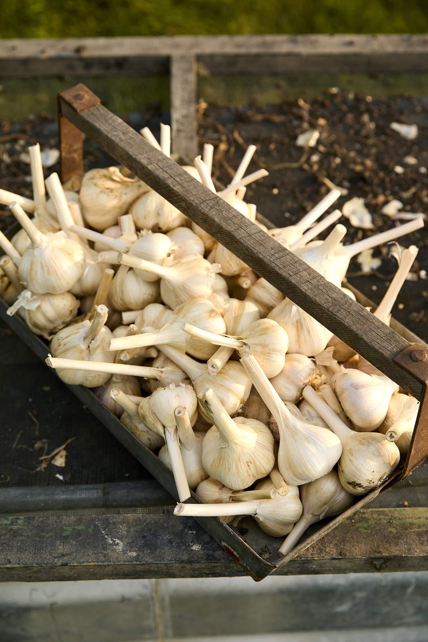 Lots of garlic cloves.