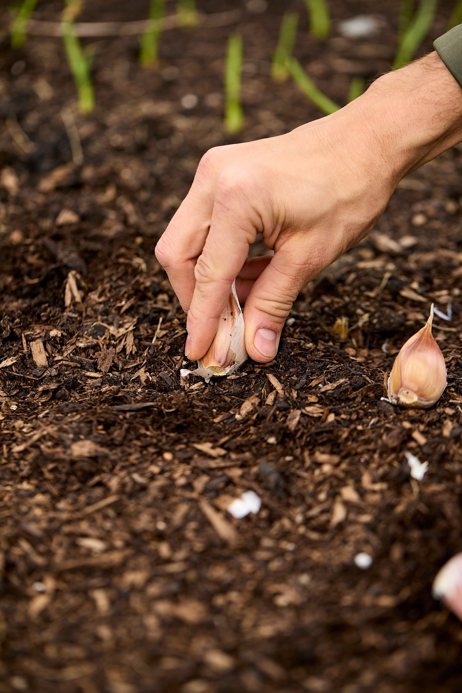 Placing garlic cloves the correct way in soil.