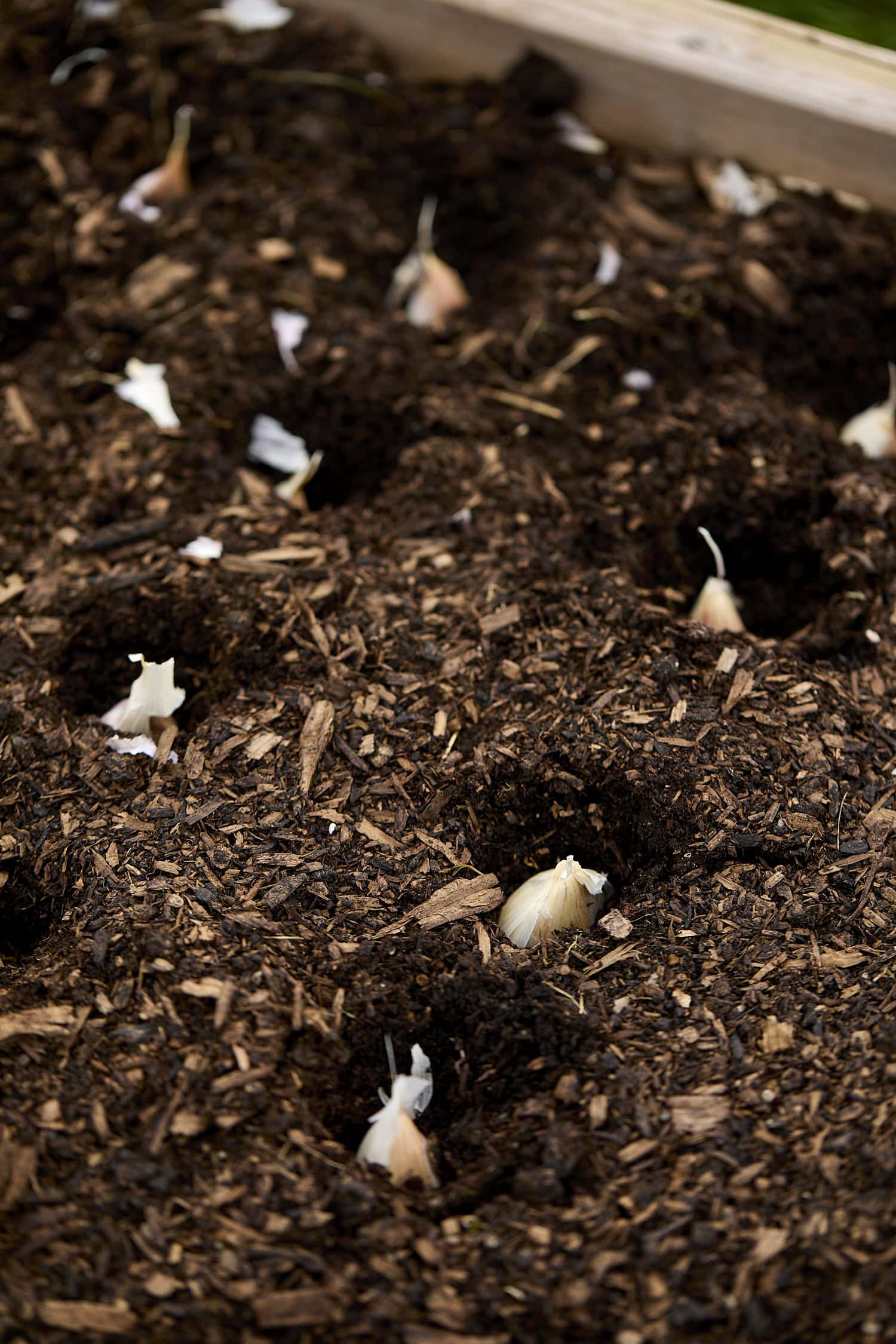 Garlic cloves planted in soil before being covered.