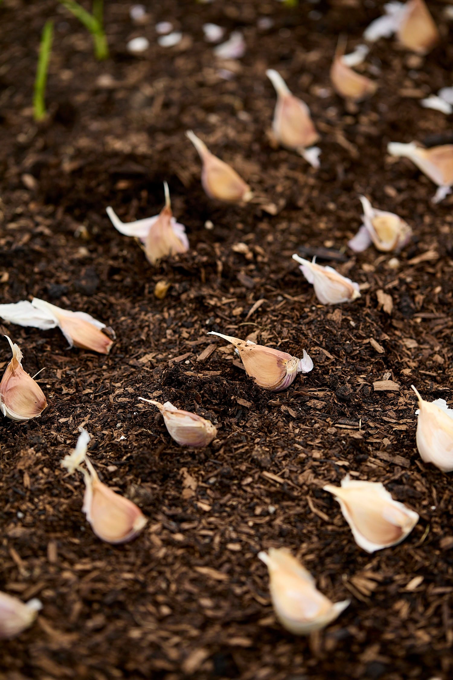 Garlic cloves sitting on soil before getting planted.