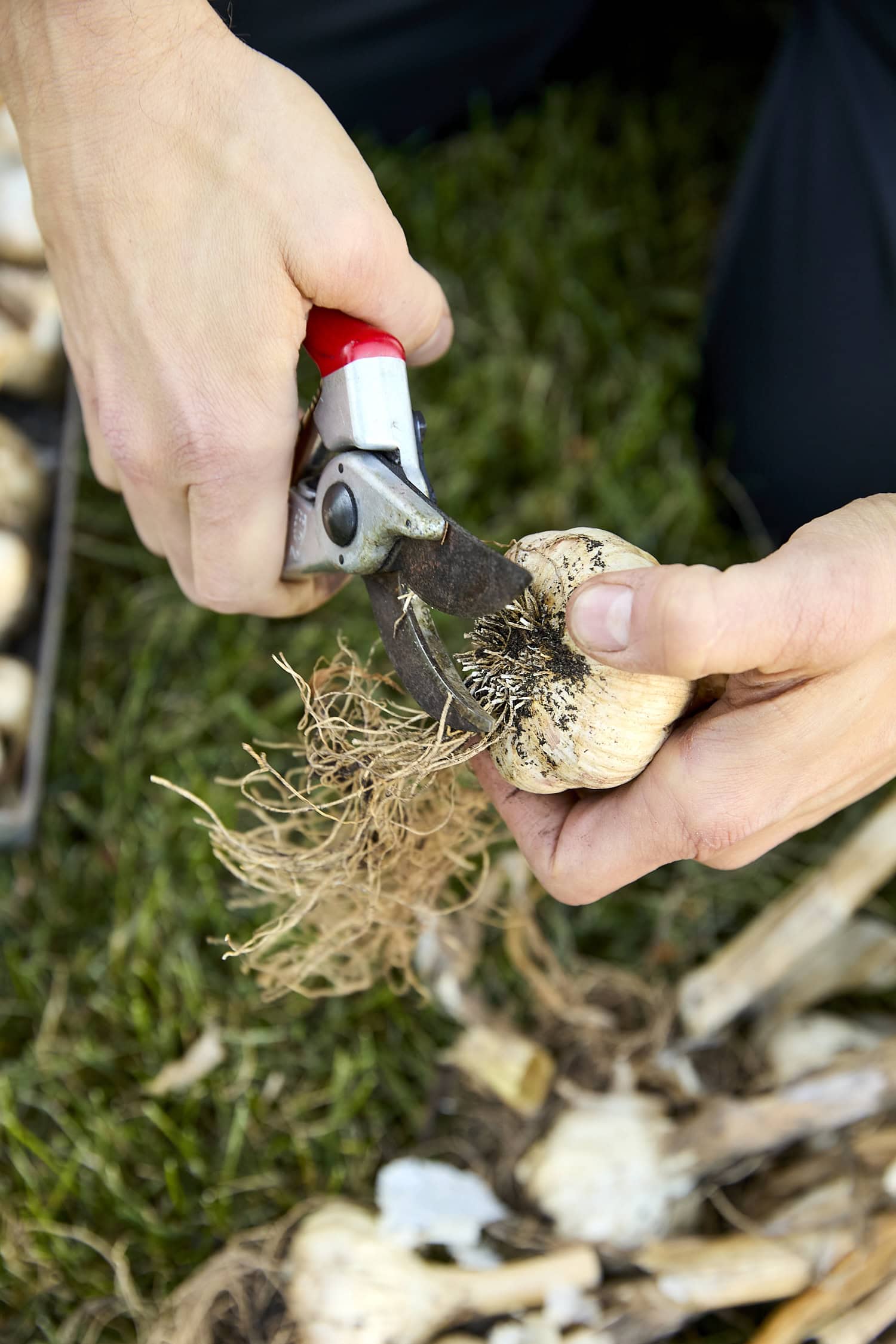 Pruners cutting off bottom piece of cured garlic bulb.