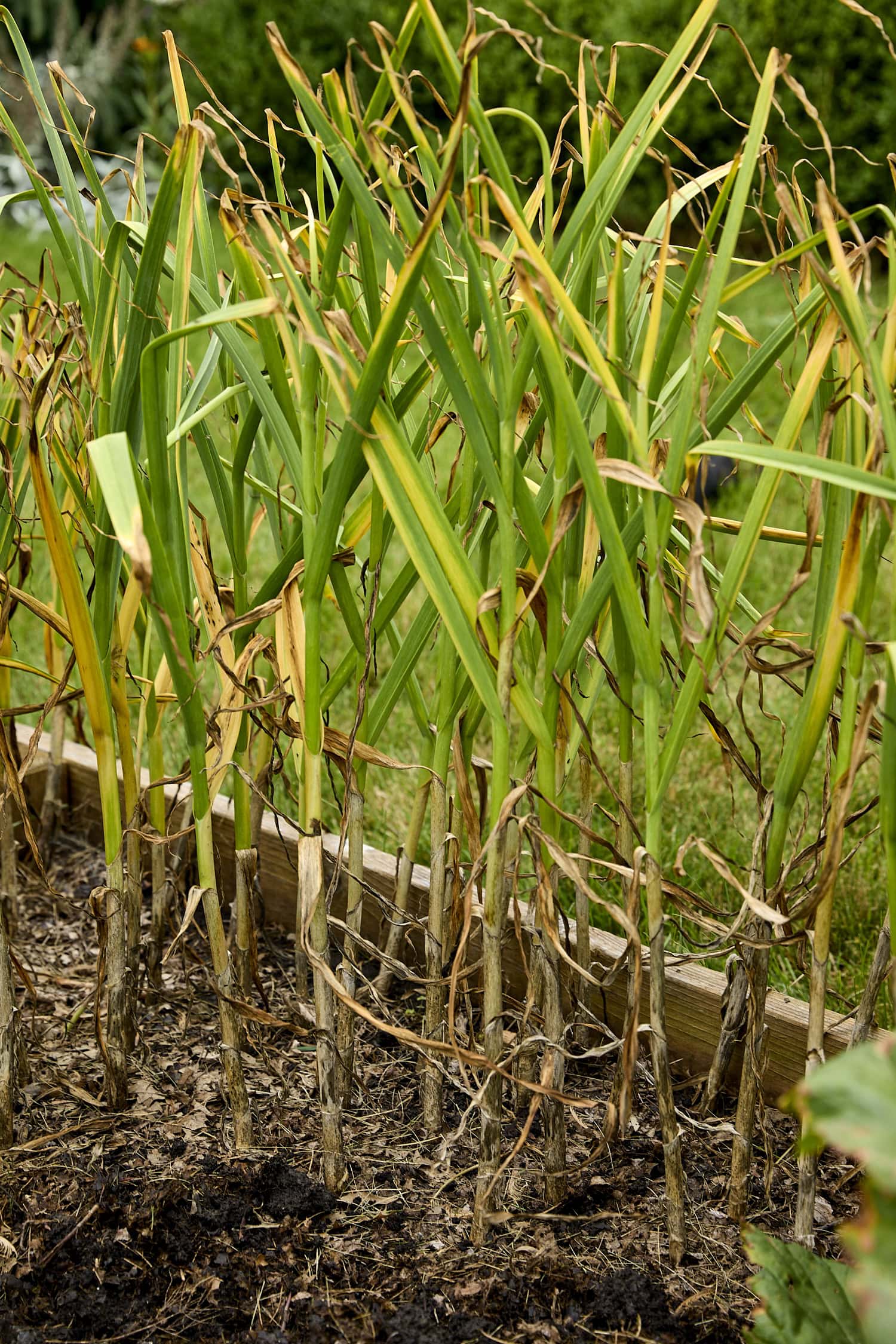Garlic growing with brown tips.