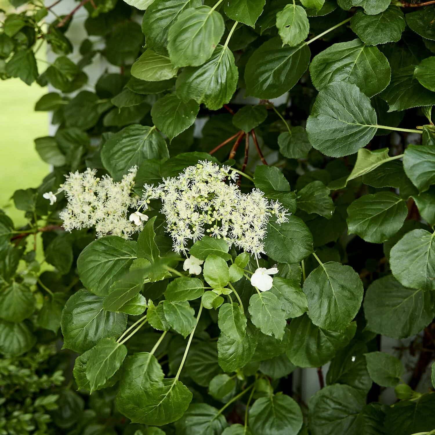 Climbing hydrangea bloom with lots of green growth.