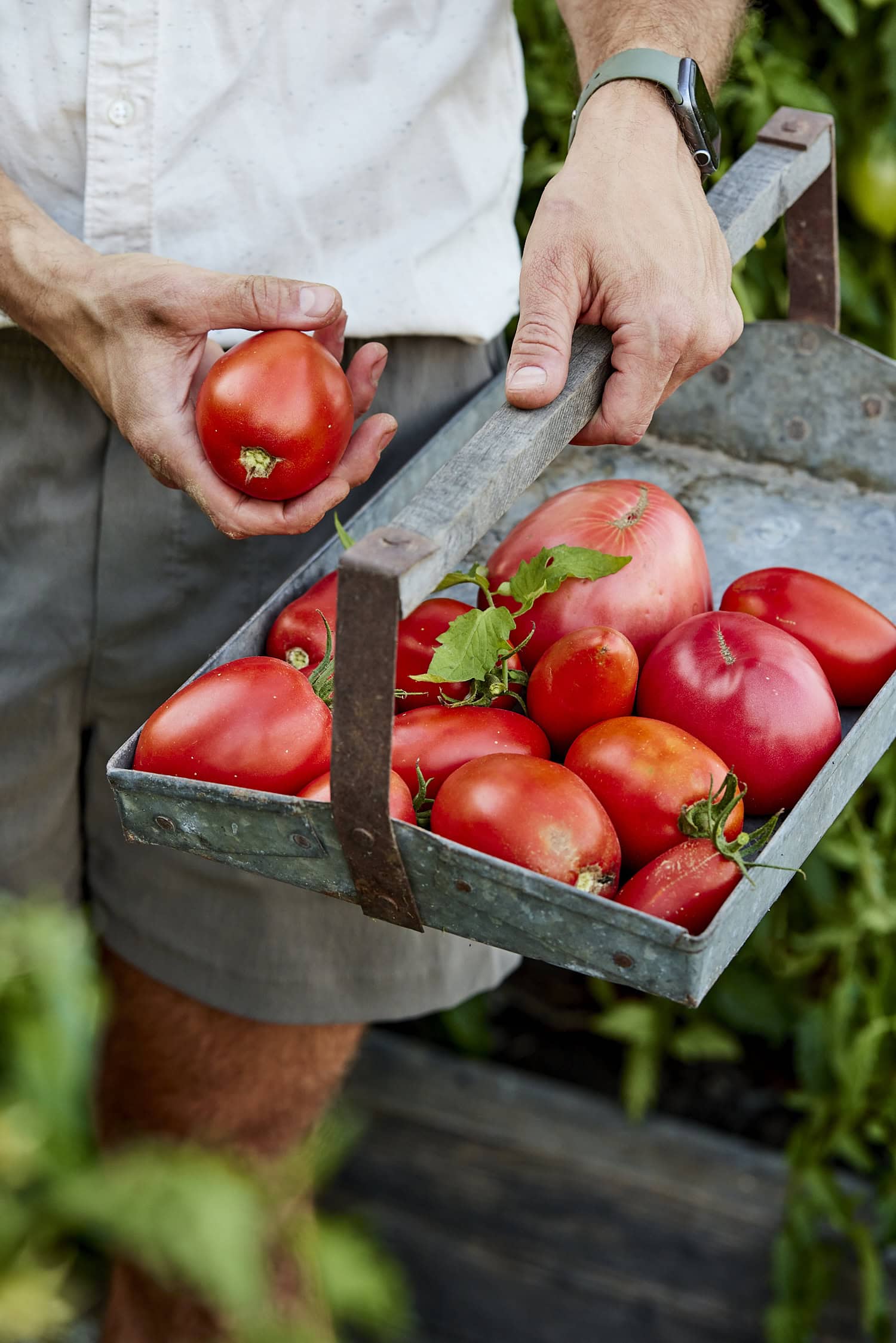 Picking red tomatoes from the vine to basket.