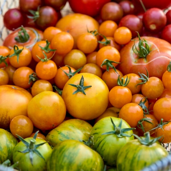 Basket filled with lots of different colors and sizes of tomatoes.