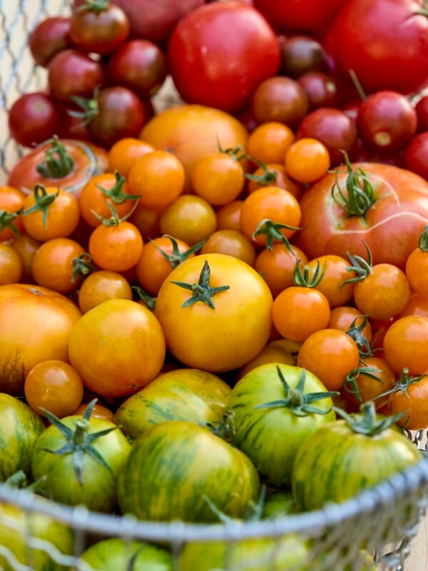 Basket filled with lots of different colors and sizes of tomatoes.