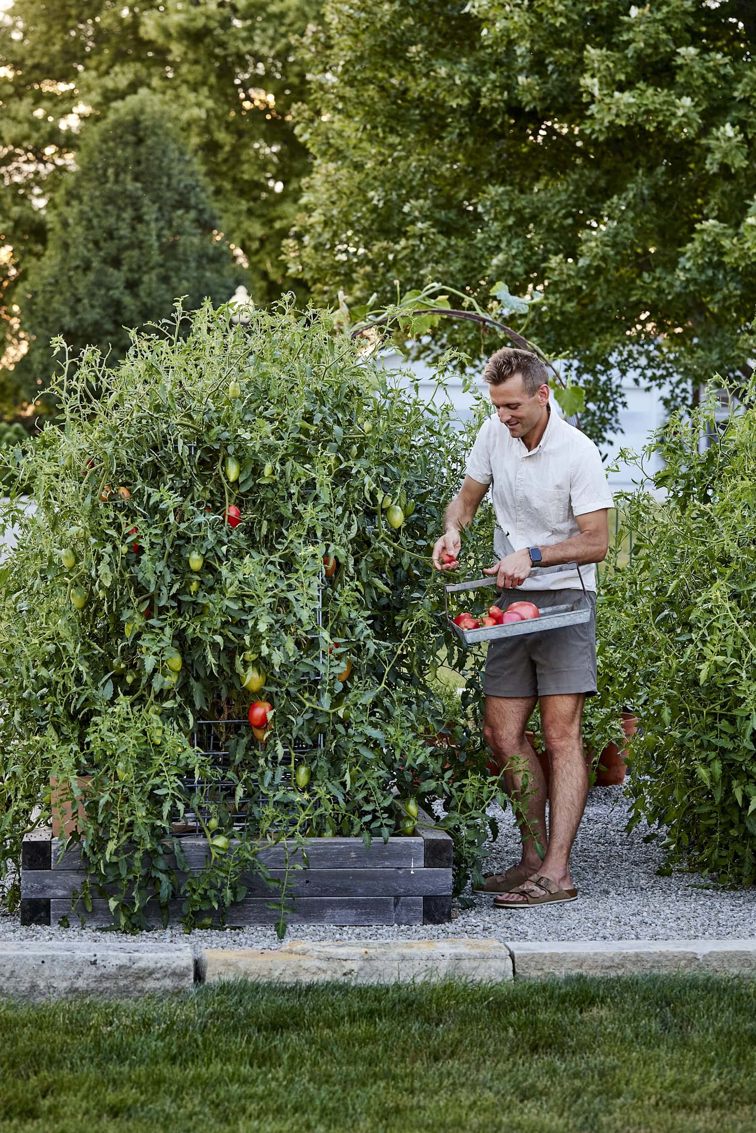 Kaleb picking tomatoes from a large tomato plant.