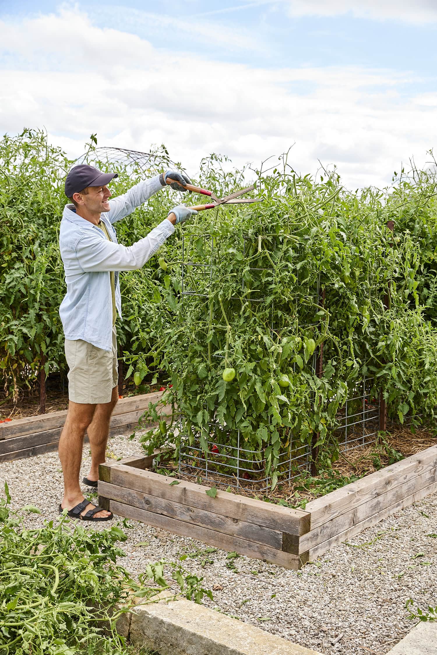 Cutting back large overgrown tomatoes to promote more growth.