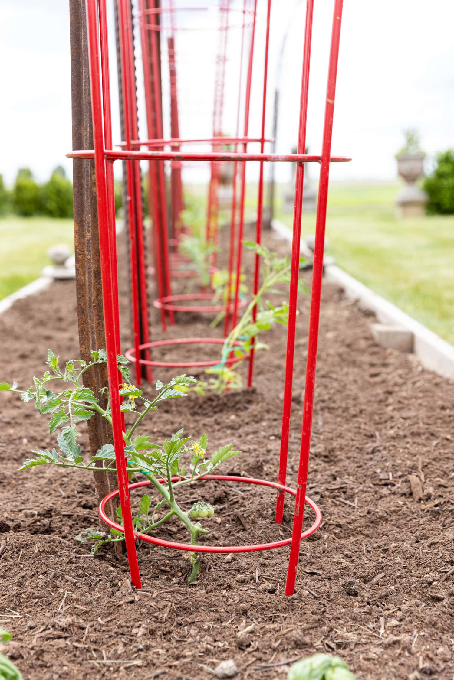Mulch in garden bed to protect tomatoes from disease.