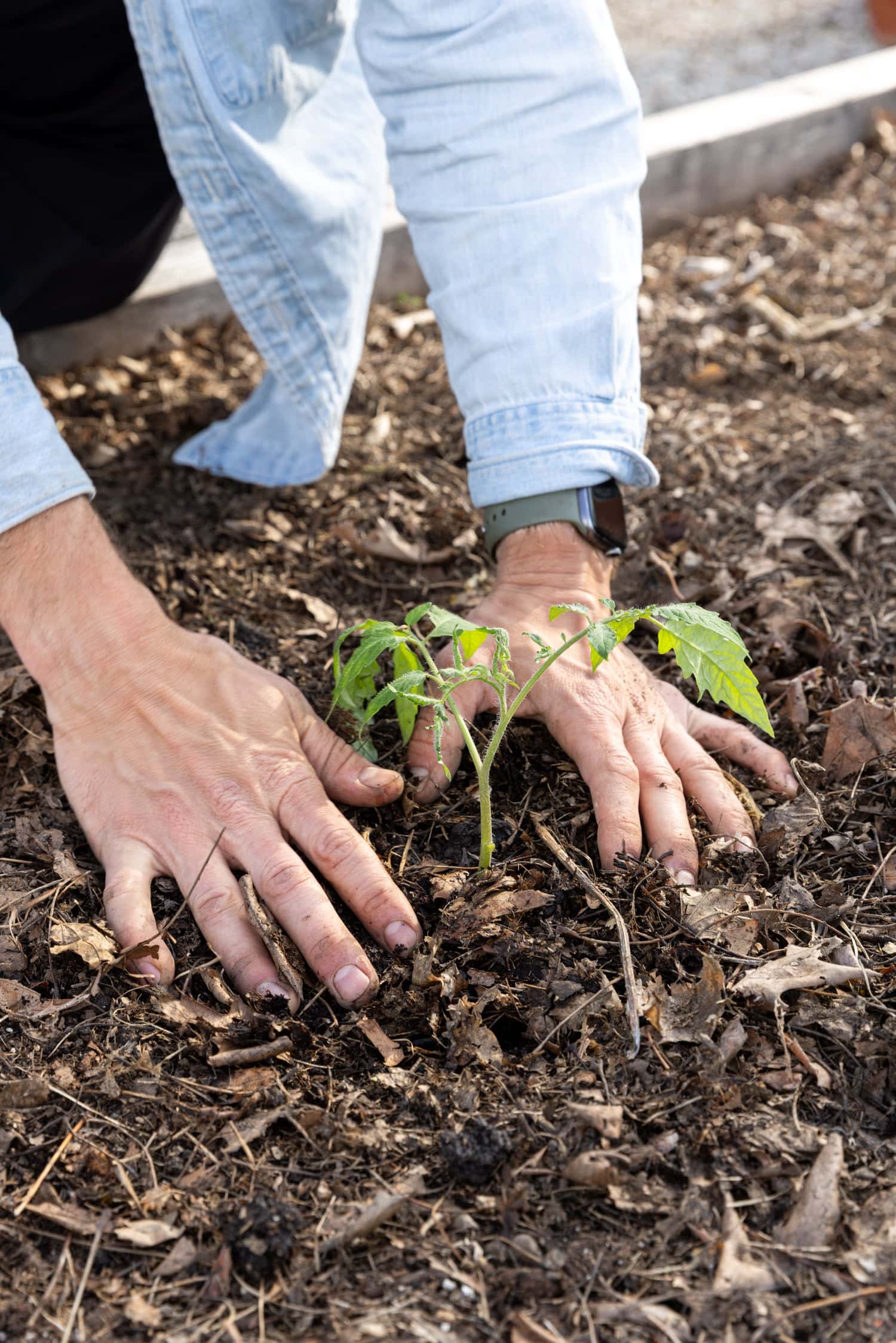 Planting a small tomato plant in the garden.