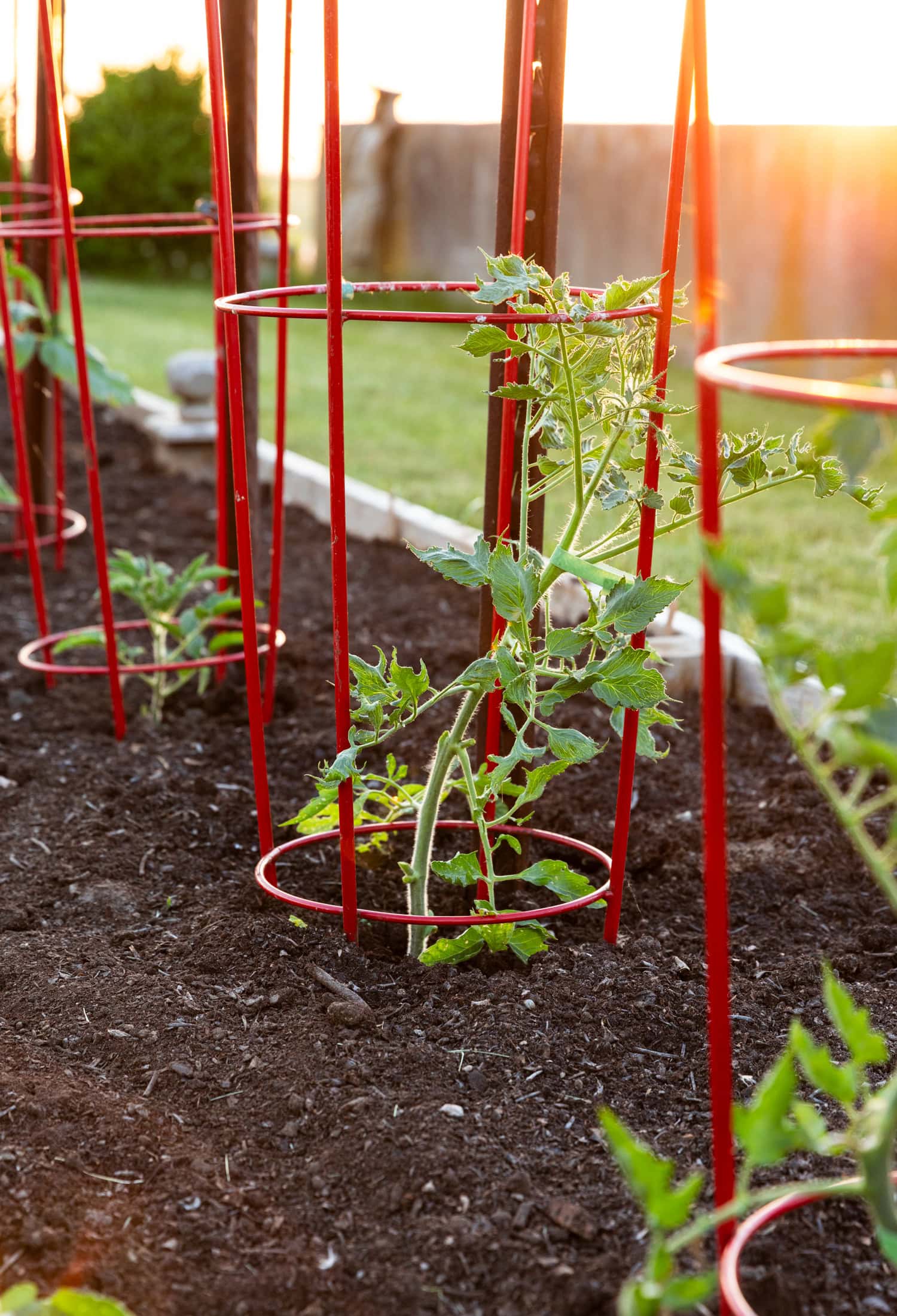 Staked tomatoes in raised garden bed.