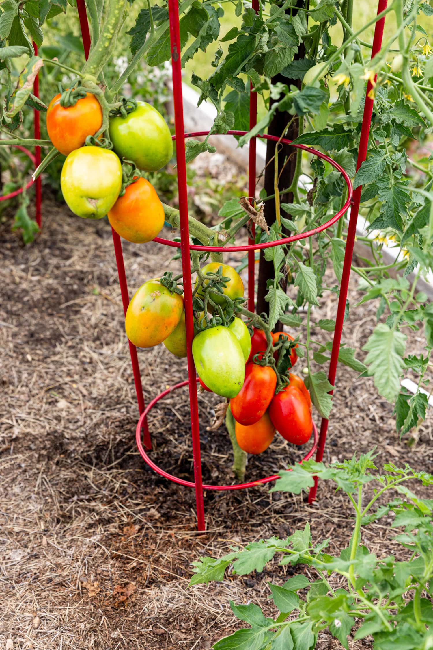 Tomatoes in different stages of ripening on the vine.